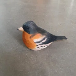 Bergfink